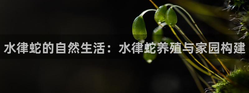 狗子28系统